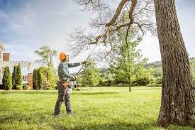  Vail, CO Tree Services Pros