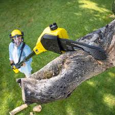 Best Pest Control for Lawns  in Vail, CO