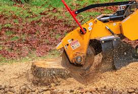Best Tree Disease Treatment  in Vail, CO
