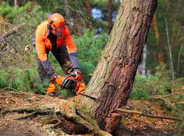 Best Stump Grinding and Removal  in Vail, CO