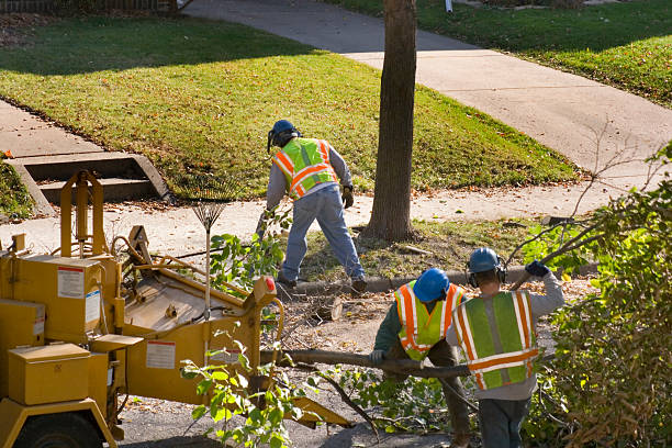 Lawn Pest Prevention in Vail, CO