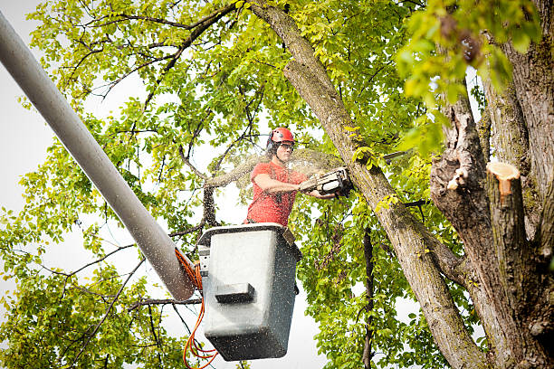 Vail, CO Tree Services Company