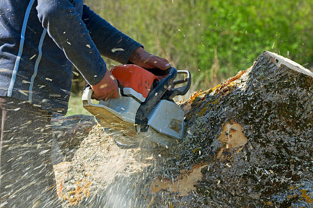 Best Aeration Services  in Vail, CO