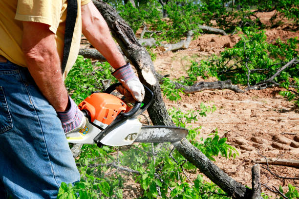 Best Utility Line Clearance  in Vail, CO